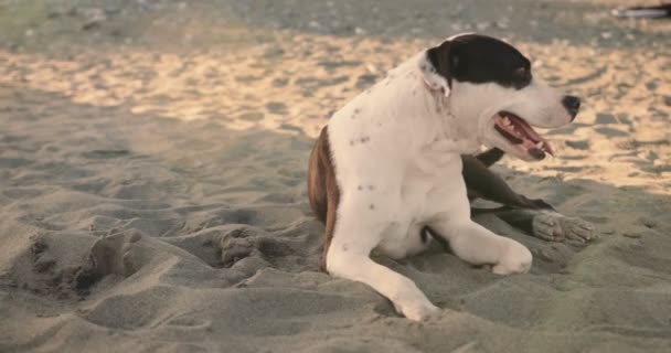 해변 모래 위에서 휴식을 취하고 있는 행복 한 갈색 과 흰색 애완 동물 개 — 비디오
