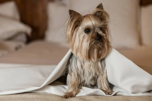 Funny dog sitting on bed — Stock Photo, Image