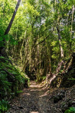 Los Tilos Orman Yolu La Palma Adası, Kanarya Adaları