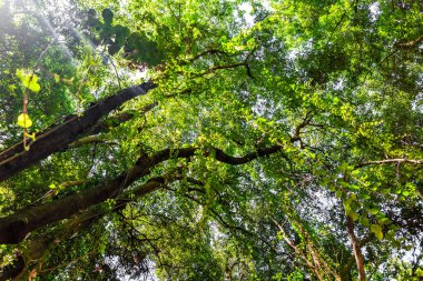 Los tilos la palma doğal parkındaki ağaçların zenital manzarası, kanarya adaları