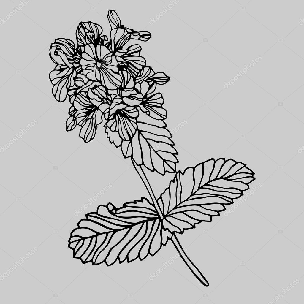 Isolated Design Of Decorative Delphinium Flowers In Black And White Style On A Grey Background The Design Is Perfect For Clothes And Decorations Design Stickers Tattoos Premium Vector In Adobe Illustrator