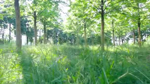 Tier läuft auf Gras und läuft auf Wanderweg - aus POV-Sicht schleicht es sich heran — Stockvideo