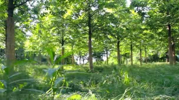 Dier loopt op gras loopt op pad - POV standpunt besluipen — Stockvideo