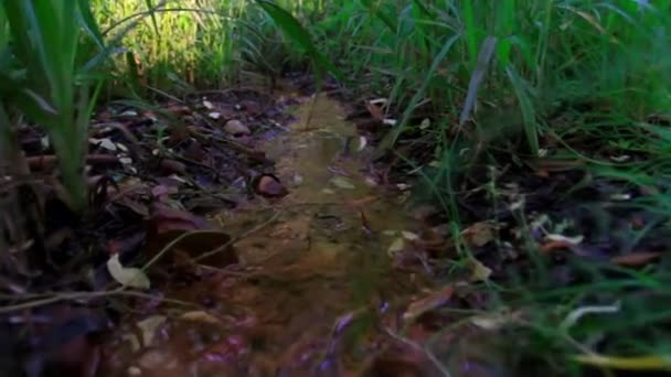 Primer plano de agua corriente a través de la hierba. Pequeño arroyo en tiempo lluvioso — Vídeos de Stock