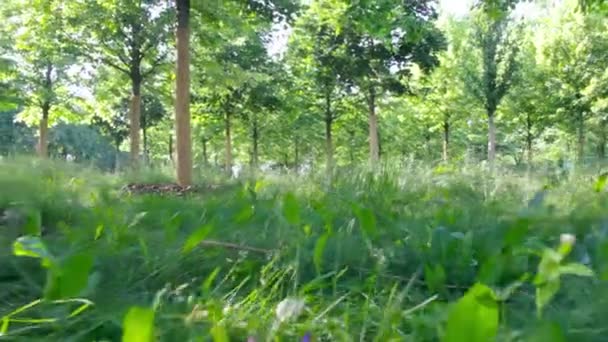 Tier läuft auf Gras und läuft auf Wanderweg - aus POV-Sicht schleicht es sich heran — Stockvideo