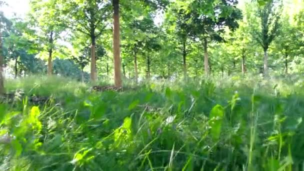 Animal running on grass running on trail - POV point of view sneaking up — ストック動画