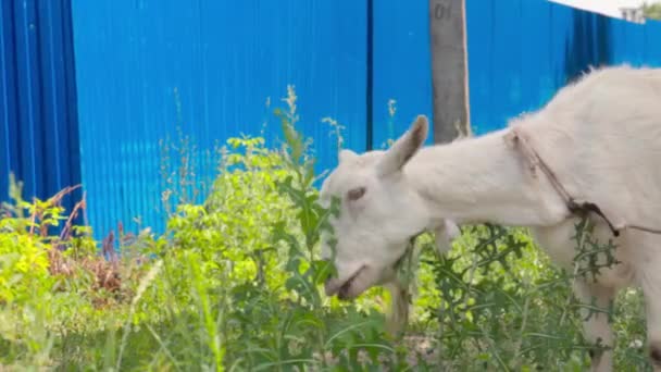 Коза жує. Тварини їдять зелену траву на відкритому повітрі . — стокове відео