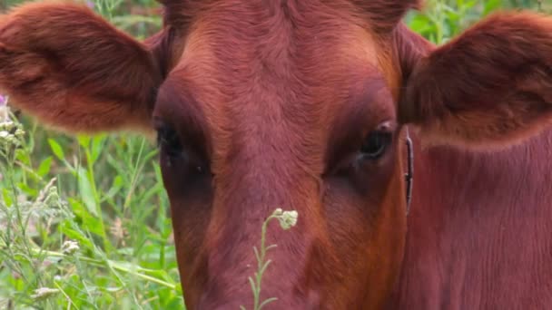 Moscas voando e pousando em olhos de vacas — Vídeo de Stock