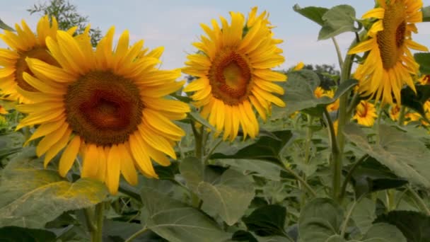 Bijen verzamelen zonnebloem nectar in het veld close-up — Stockvideo