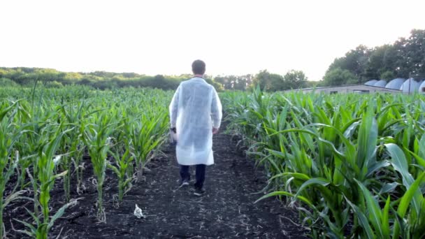 Молодой фермер проверяет ход роста кукурузных початков на поле органической эко-фермы. — стоковое видео