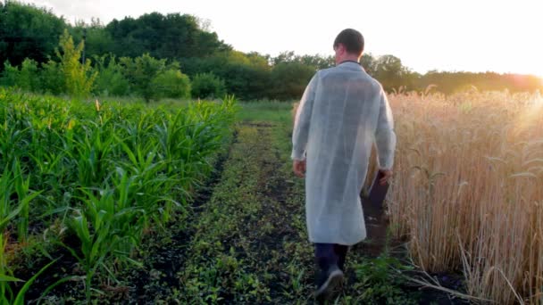 Молодой фермер проверяет ход роста кукурузных початков на поле органической эко-фермы. — стоковое видео