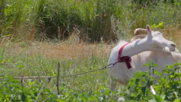 Domácí koza svědí na louce na pozadí trávy — Stock video