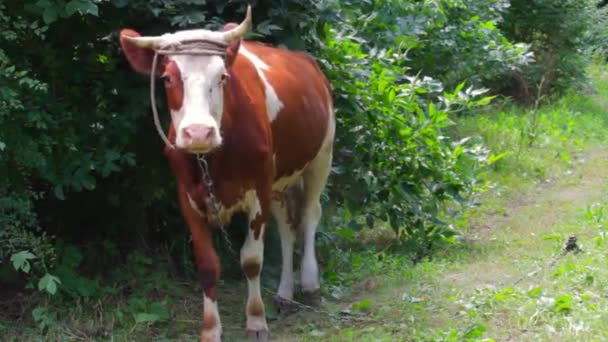 A vaca se levanta e posa para a câmera. Há muitas moscas voadoras por aí, um dia quente de verão — Vídeo de Stock