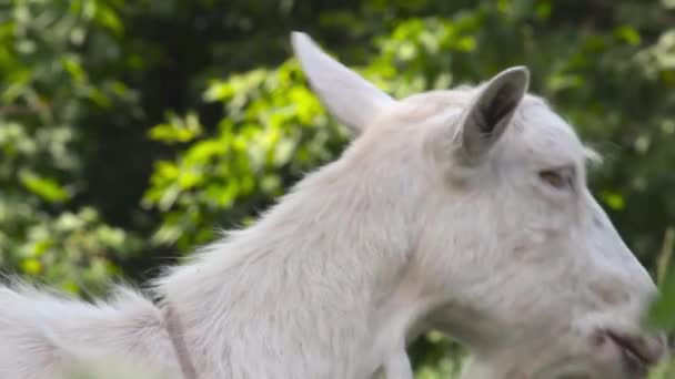 Une jeune chèvre broute dans une prairie printanière. Gros plan d'une chèvre. Chèvre posant sur la caméra