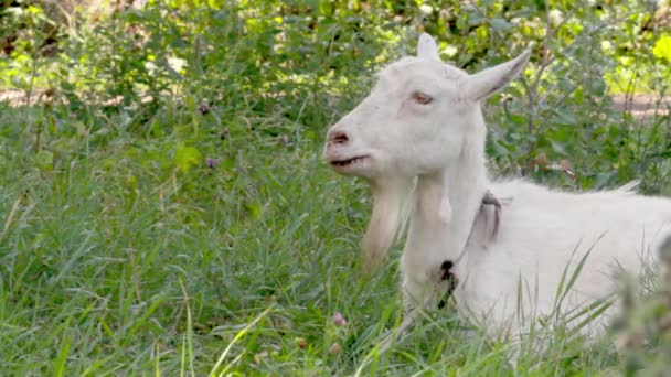 Une jeune chèvre broute dans une prairie printanière. Gros plan d'une chèvre. Chèvre posant sur la caméra
