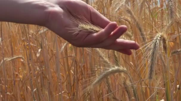 Cerrar Manos de Jóvenes Agricultores tocando Espigas de Trigo Maduro en el Campo Lentamente — Vídeo de stock