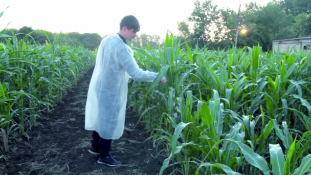 Unga jordbrukare kontrollerar majskolvens utveckling när det gäller ekologisk odling. — Stockvideo