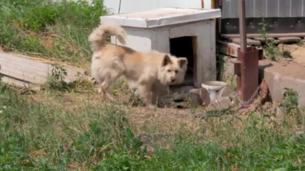 Countryside, angry dog barks at a passer-by next to the booth — Stock Video