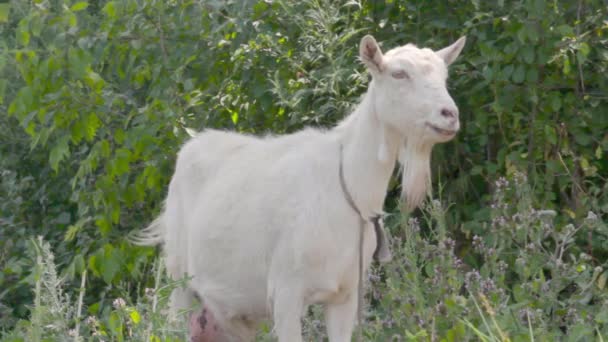 Une jeune chèvre broute dans une prairie printanière. Gros plan d'une chèvre. Chèvre posant sur la caméra