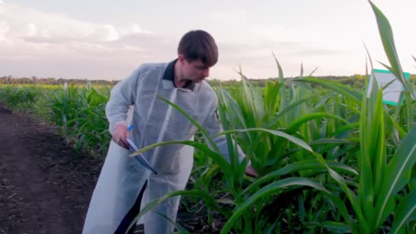 Jonge landbouwer controleert de groei van maïskolven op het gebied van biologische eco-boerderij. — Stockvideo