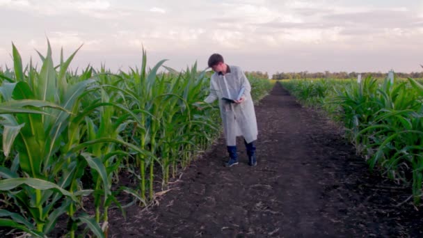 Un jeune agriculteur vérifie les progrès de la croissance des épis de maïs dans le domaine de l'éco-exploitation biologique. — Video