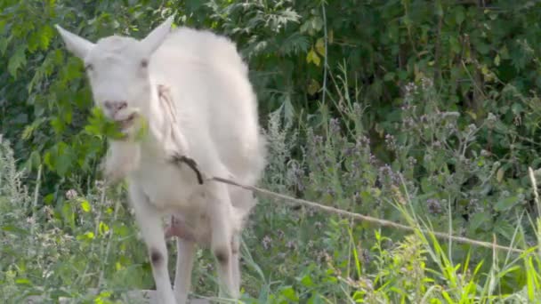 Une jeune chèvre broute dans une prairie printanière. Gros plan d'une chèvre. Chèvre posant sur la caméra