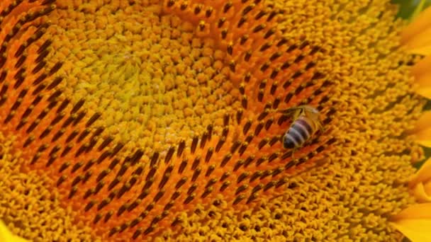 Bijen verzamelen zonnebloem nectar in het veld close-up — Stockvideo