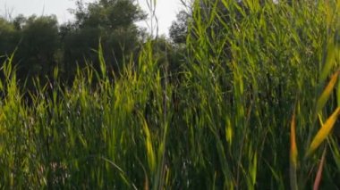 Ormanın ve gökyüzünün arka planındaki sazlıklar, zayıf rüzgar. Barış kavramı