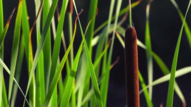Ormanın arka planındaki sazlıklar, zayıf rüzgar. Barış kavramı