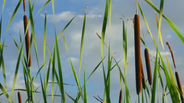 O bulrush em um fundo de céu, vento débil. O conceito de paz — Vídeo de Stock