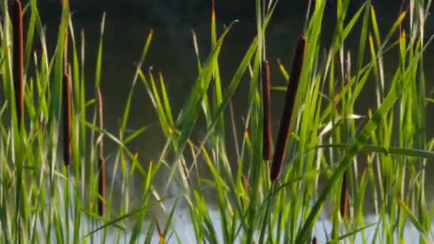 Bulrush contra o fundo da floresta e do rio, vento fraco . — Vídeo de Stock