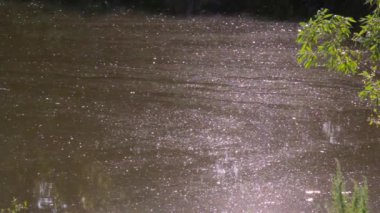 Uçan sivrisineklerle dolu kirli bir nehir. Güneşin sudaki yansıması.