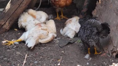 Kümeste tüy temizleyen piliçler.