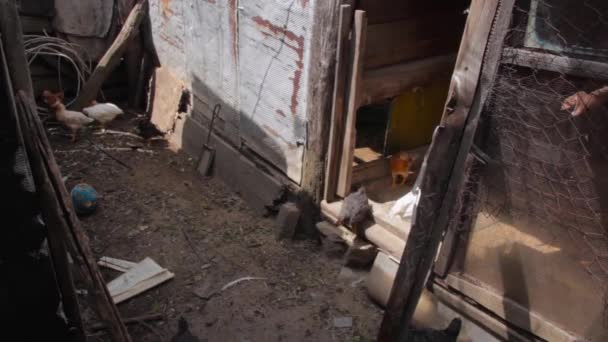 小鸡在农场的旧谷仓后面的鸡舍里奔跑 — 图库视频影像