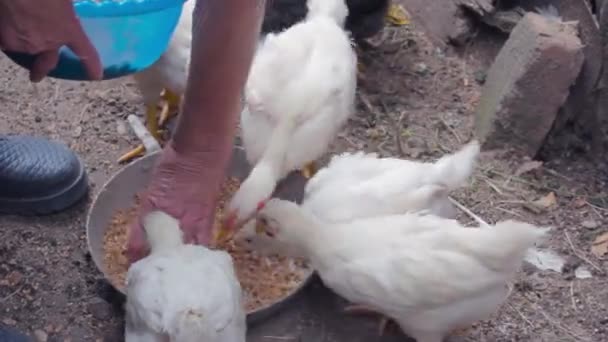 Sara kadınlar kümeste civciv besler. — Stok video