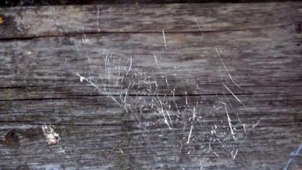 나무로 된 낡은 게시판을 클로즈업 한 배경을 배경으로, 시골에 있는 거미줄 — 비디오