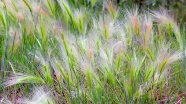 Orelhas de crescimento decorativas de cevada oscilação no vento no campo — Vídeo de Stock
