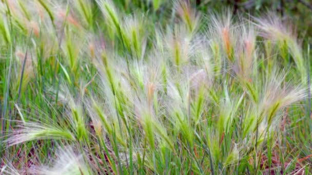 Decorative growth ears of barley sway in the wind in the field — Stock Video