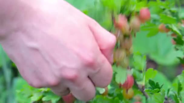 Mans mão recolhe groselhas de um arbusto em um dia ensolarado brilhante — Vídeo de Stock