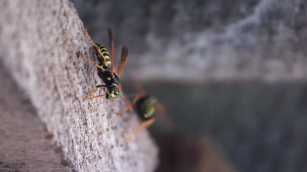 Wasp eats wood to build a wasp nest, wasps paper nest copy space — Stock Video