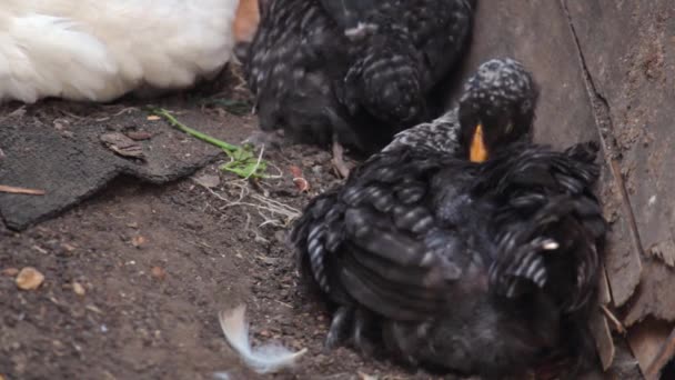 Czarne pióra piskląt podczas siedzenia w stodole na farmie. przestrzeń kopiowania — Wideo stockowe