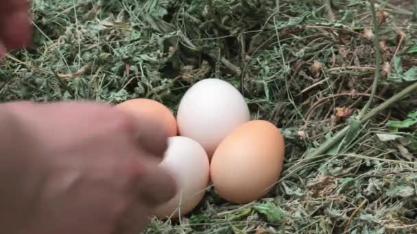 Primer plano. Una mano masculina toma cuatro huevos frescos de pollo que yacen en el nido. Comida ecológica para desayuno — Vídeos de Stock