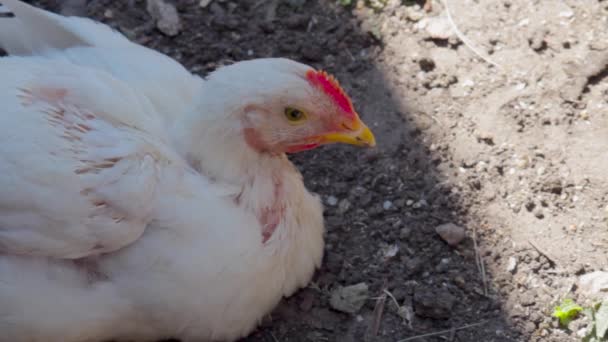 Pollo blanco se sienta en el suelo, al aire libre en la granja. espacio de copia — Vídeos de Stock