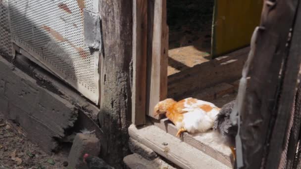 Brązowy kurczak pławiący się w słońcu w kurniku na farmie. przestrzeń kopiowania — Wideo stockowe