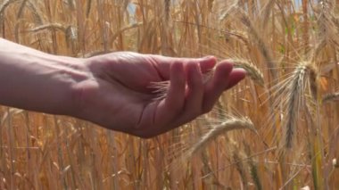 Genç çiftçinin Elleri Olgun Buğdaya Dokunuyor Yavaşça Tarlada