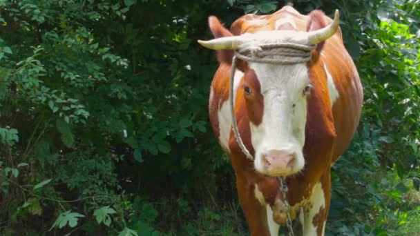 La mucca posa per la telecamera. Molti volano in giro, caldo giorno d'estate — Video Stock
