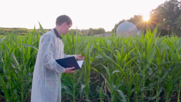 Jonge landbouwer controleert de groei van maïskolven op het gebied van biologische eco-boerderij. — Stockvideo