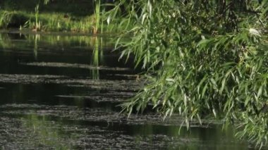 Ağaç dalları gölün üzerinde asılı ve rüzgarda sallanıyor. Boşluğu kopyala
