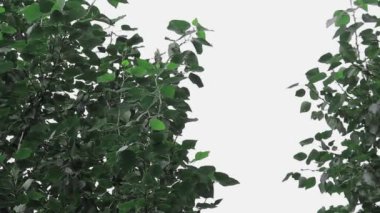 Ağaçların tepesinde bulutlarla gökyüzüne karşı. Boşluğu kopyala