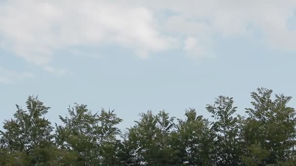 Topo de árvores com céu azul claro com nuvens. Espaço de cópia — Vídeo de Stock